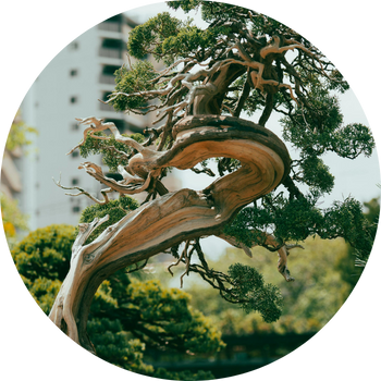 Sustainability Consulting